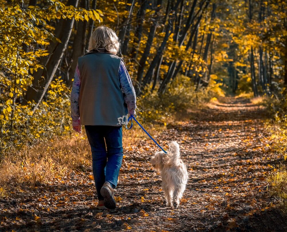Senior woman walking a dog on a forest trail during a late afternoon in autumn